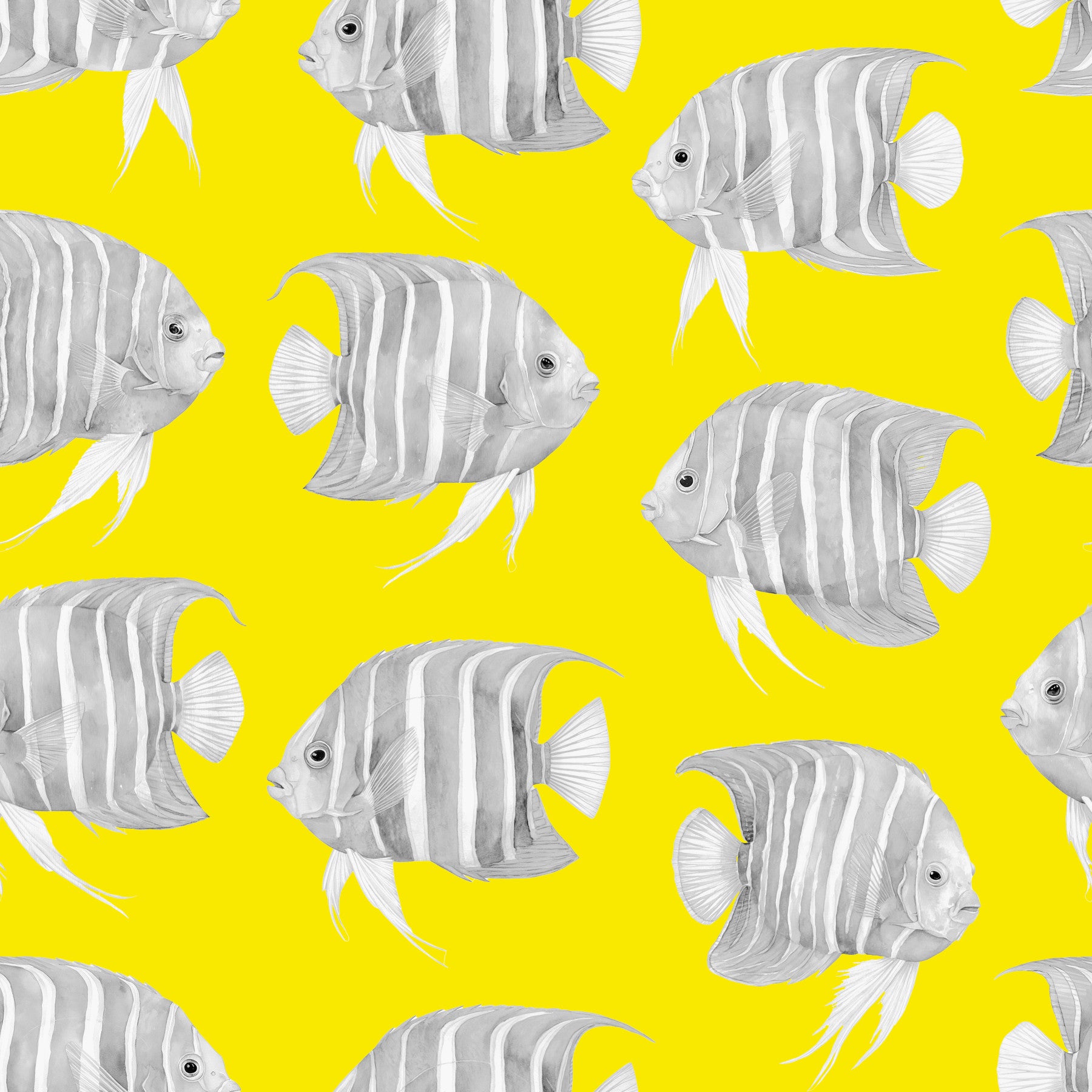 Karli The Fish Wallpaper⁠