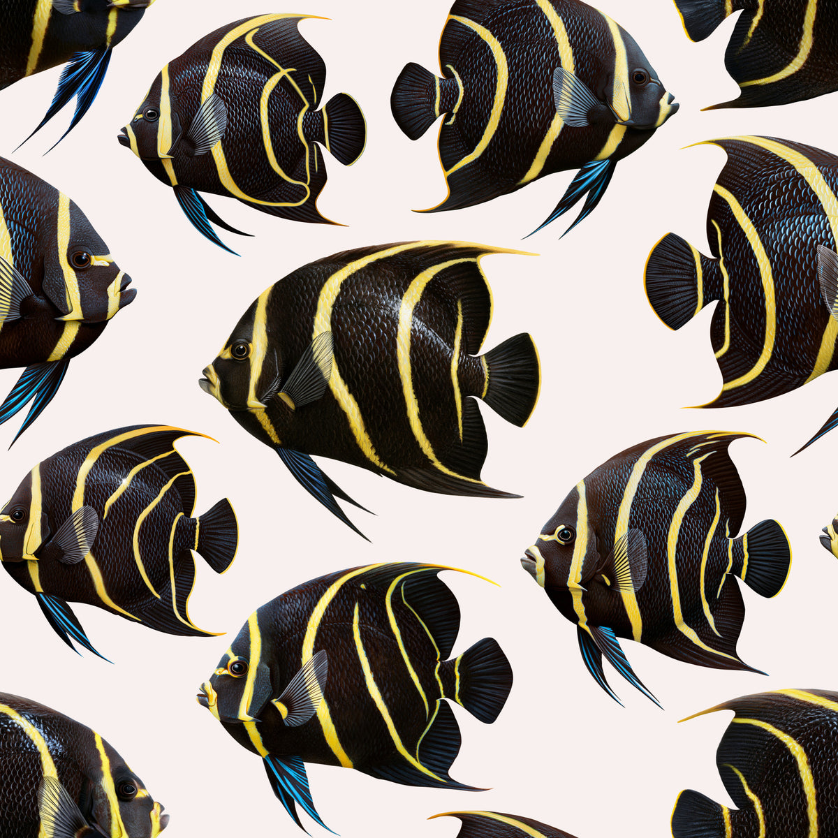 Angel The Fish 01 Wallpaper⁠ in your room