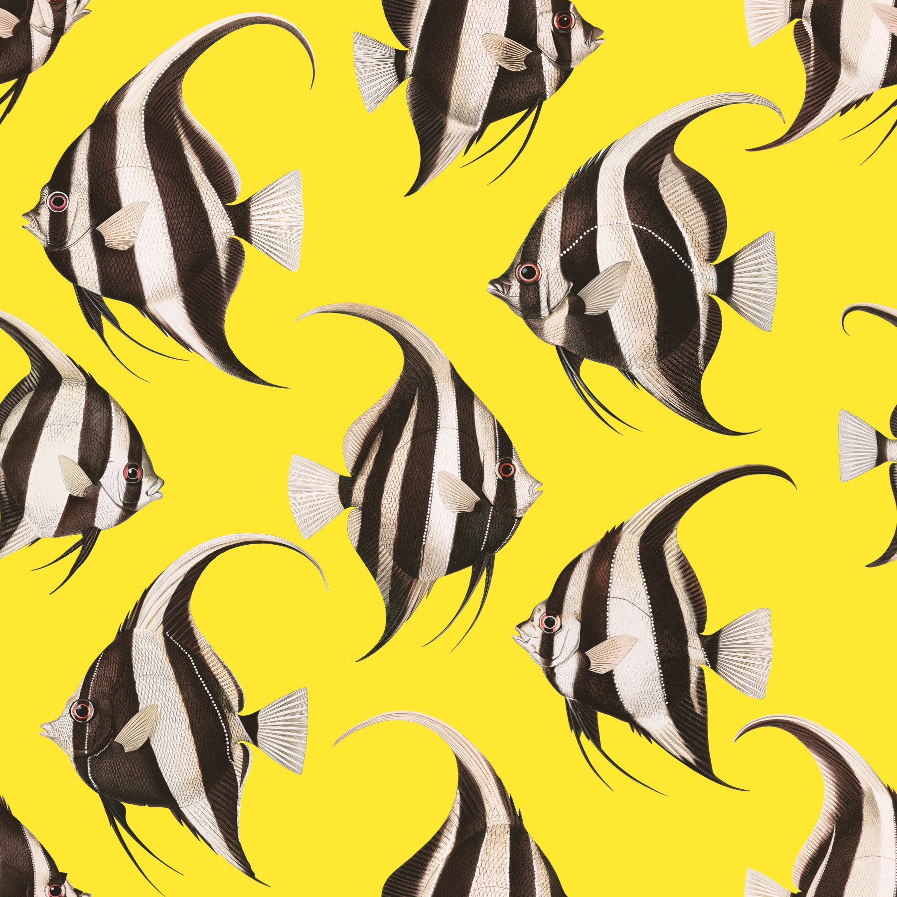 Spade The Fish 03 Wallpaper⁠