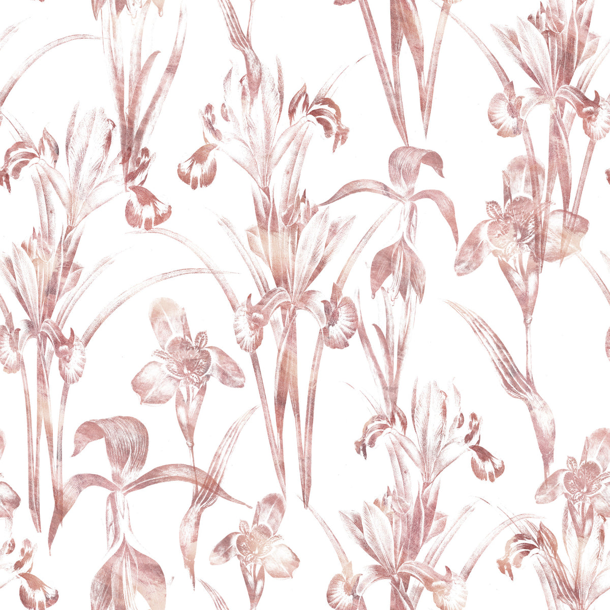 Ethereal Blush Iris Garden Wallpaper⁠ in your room — zoomed