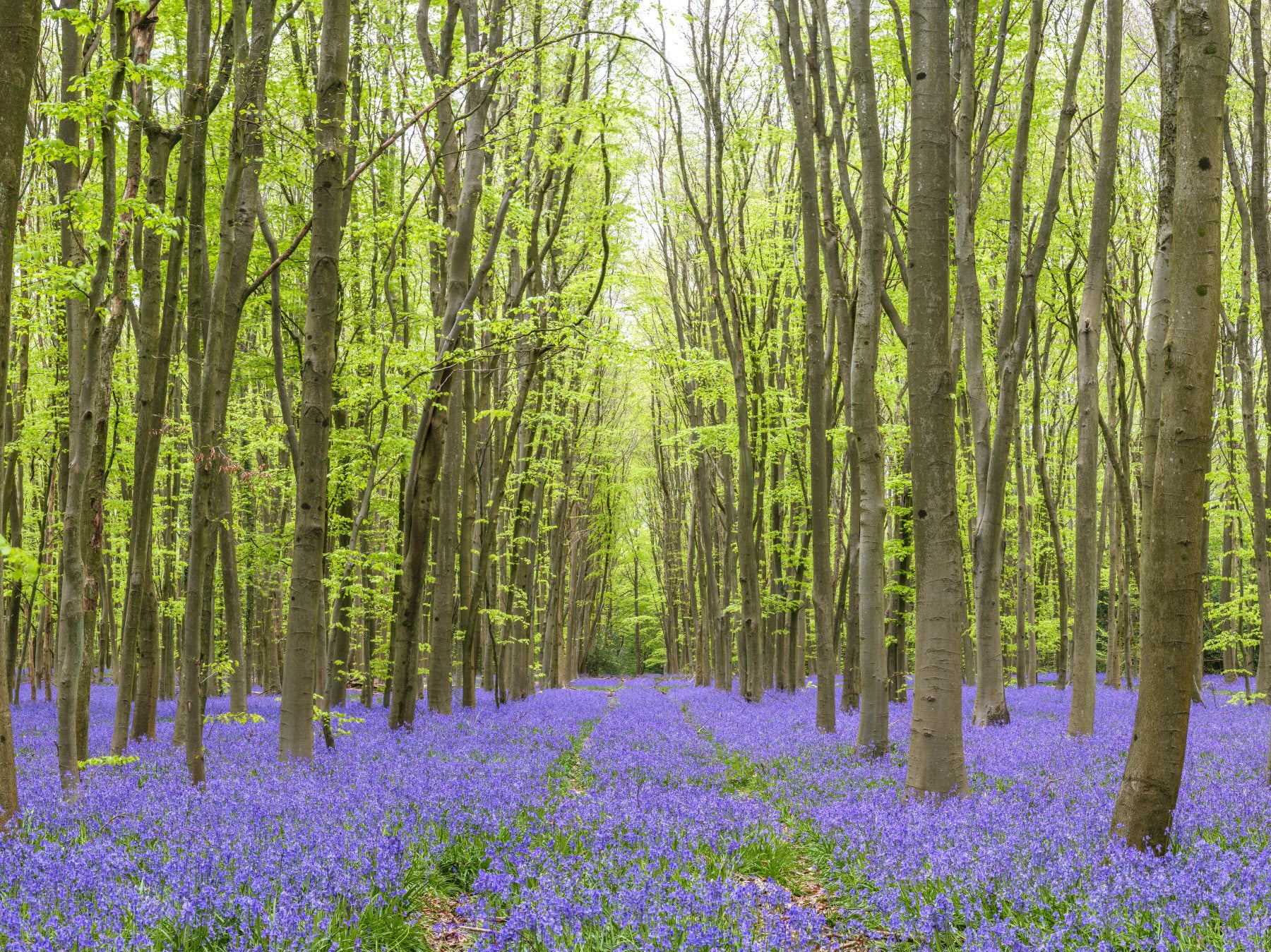 Springtime Woodland Floral Path Wall Mural