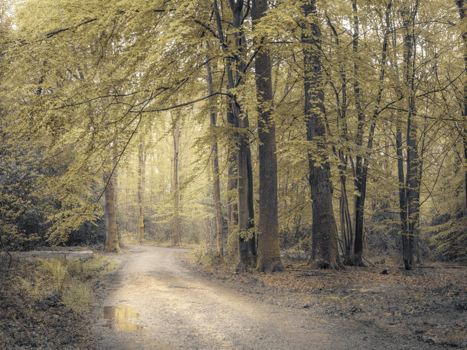 Muted Autumn Woodland Trail Wall Mural