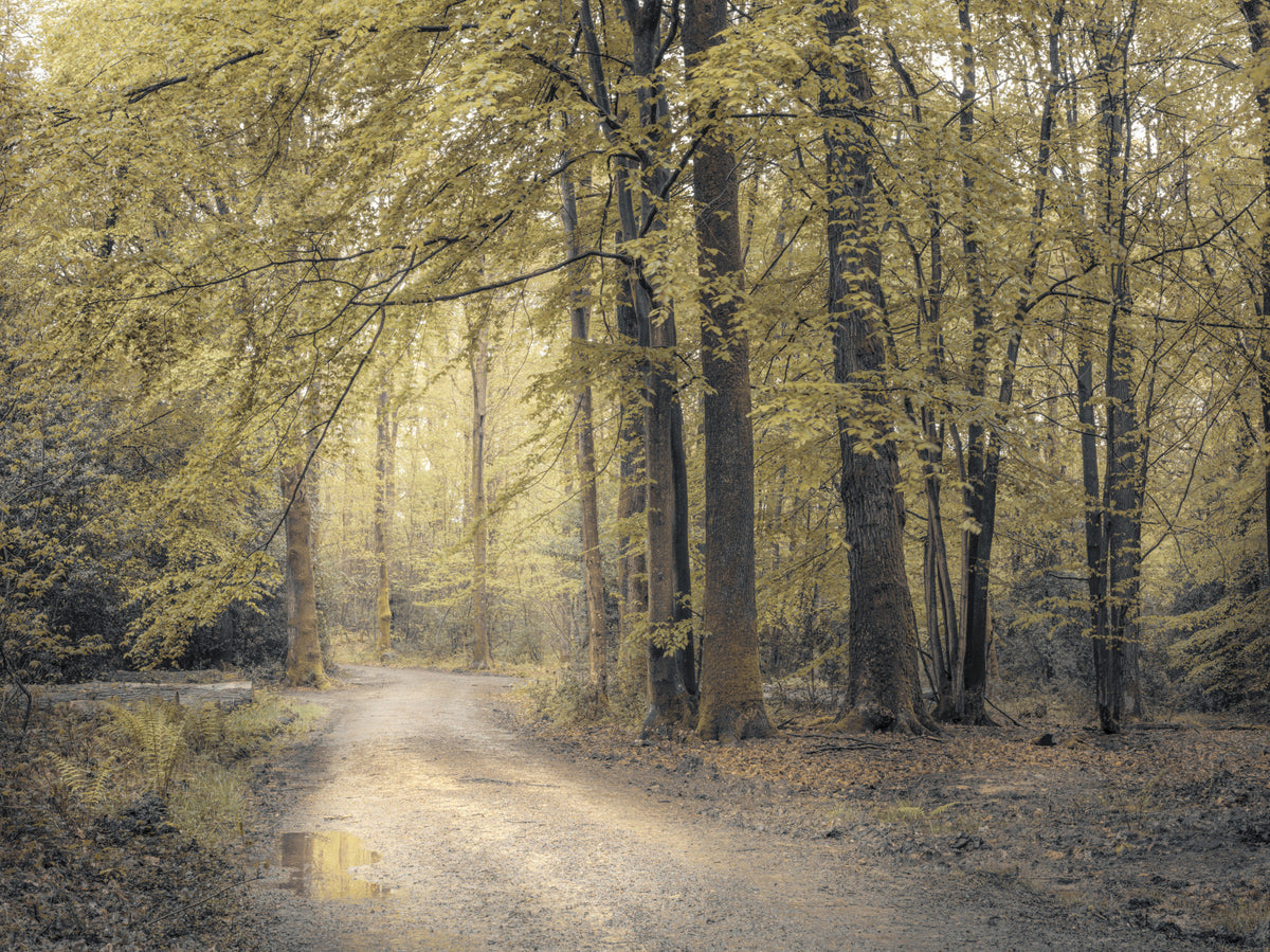 Muted Autumn Woodland Trail Wall Mural in your room — zoomed