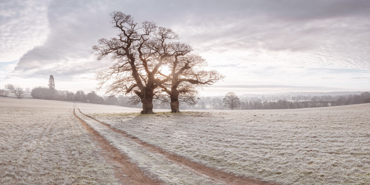 Misty Morning Meadow Wall Mural in your room — zoomed