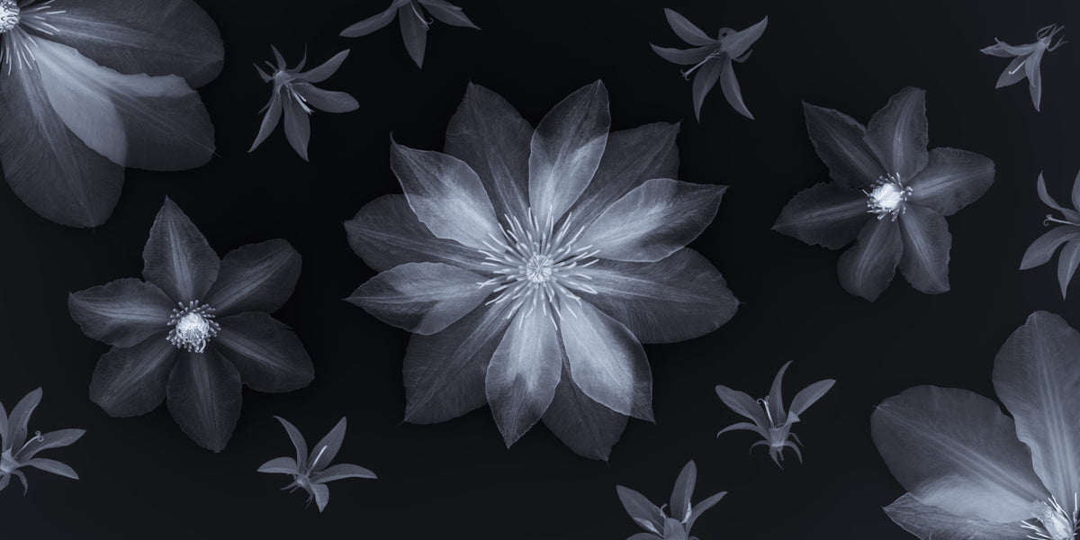 Ethereal Night Flora Wall Mural in your room