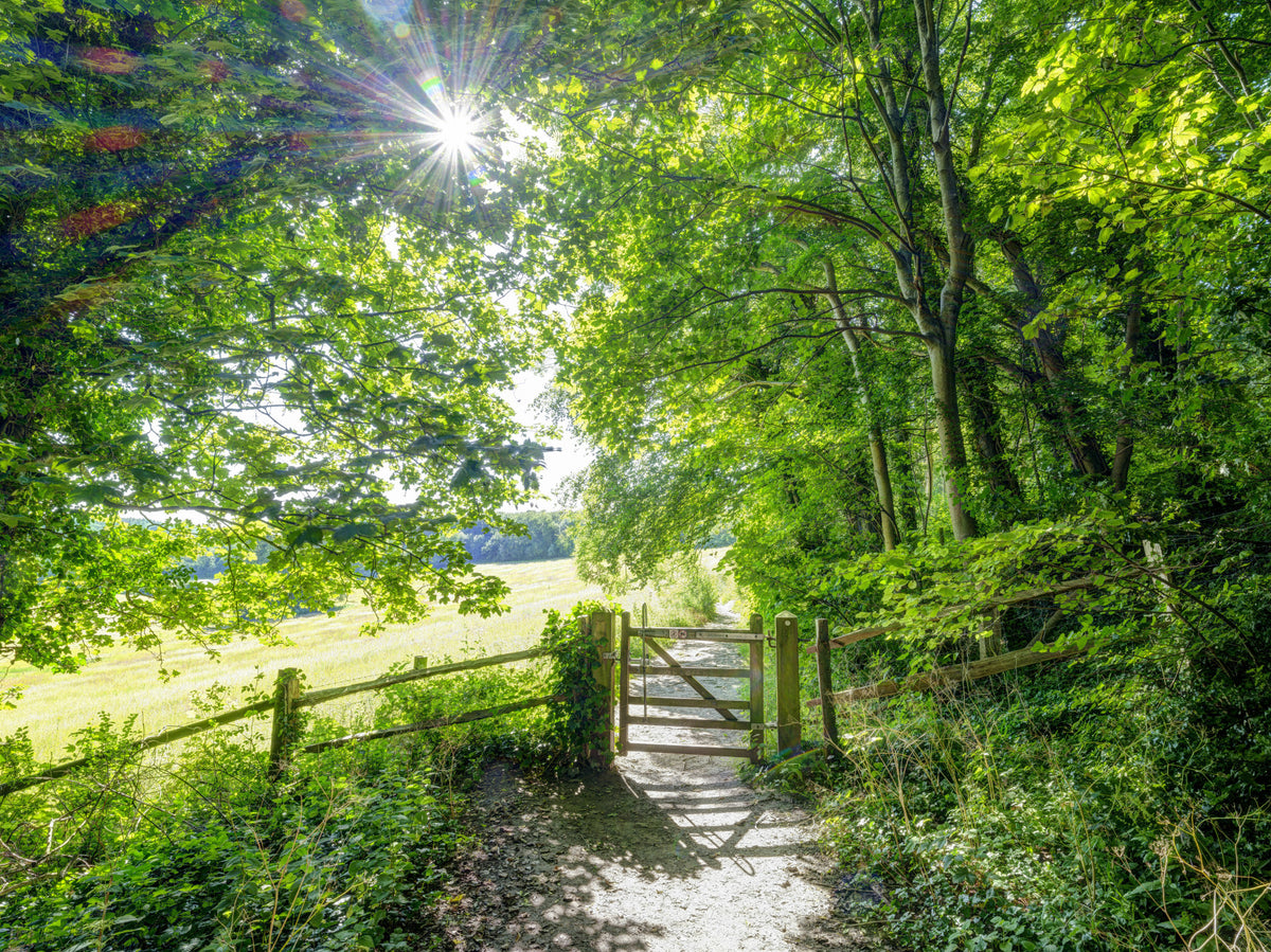 Rustic Woodland Gate Entrance Wall Mural in your room