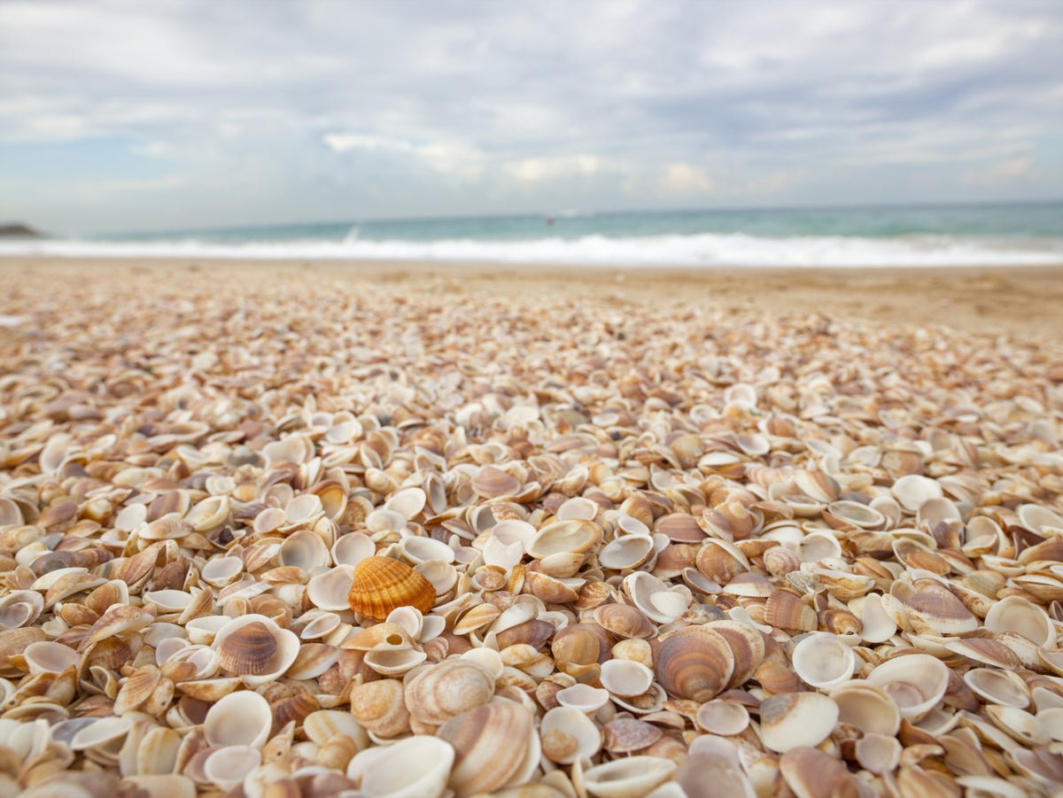 Sunlit Seashell Bed Wall Mural