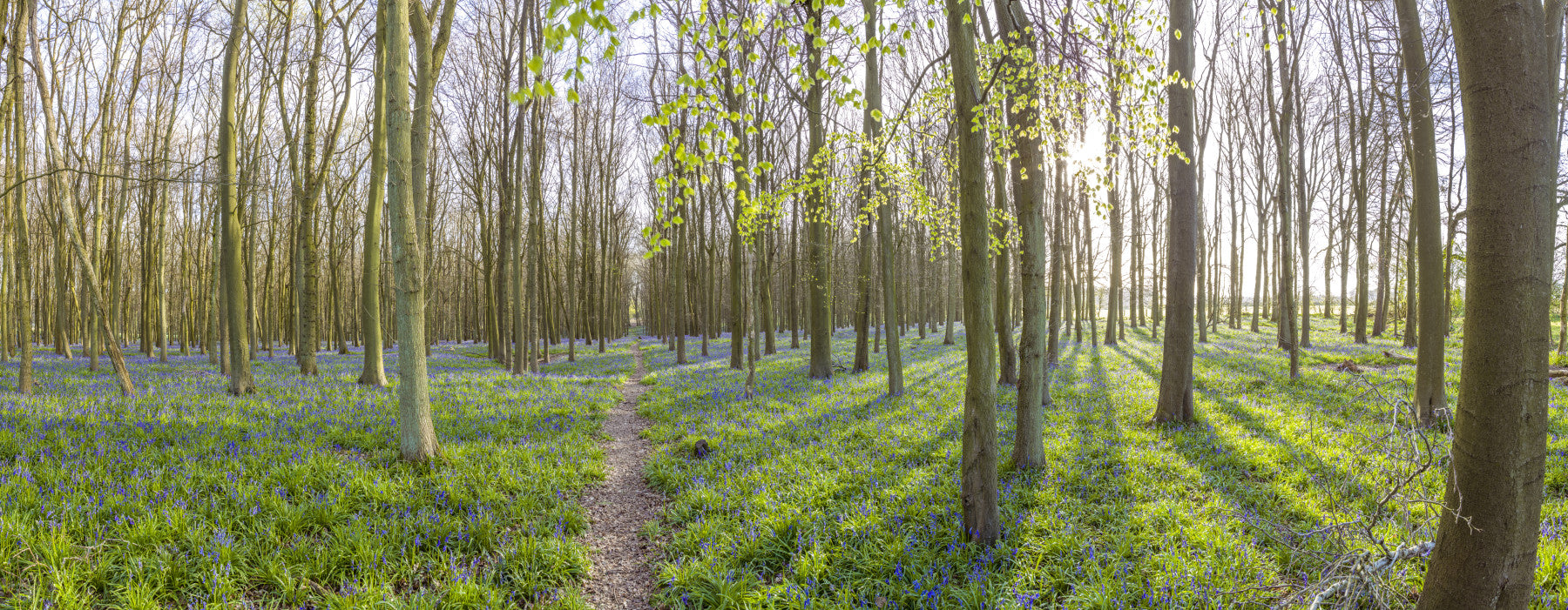 Springtime Woodland Canopy and Blooms Wall Mural