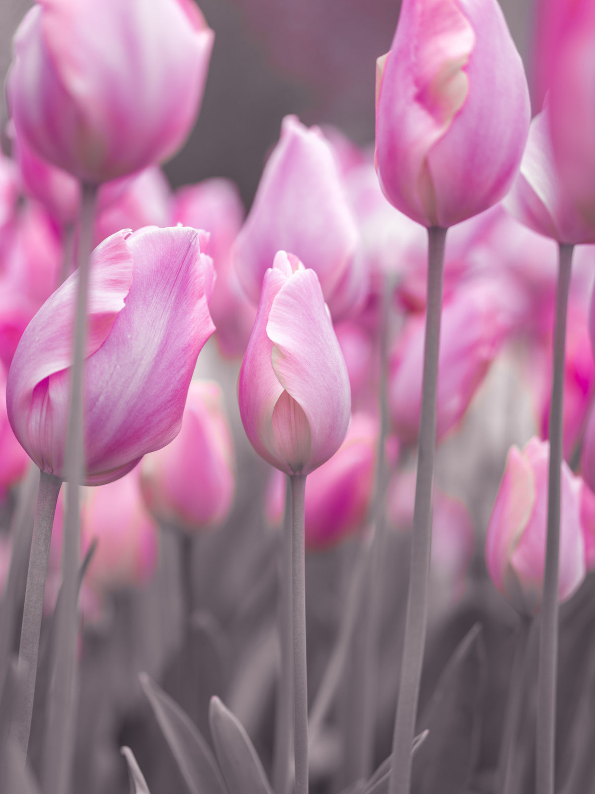 Spring Tulip Macro Study Wall Mural in your room — zoomed
