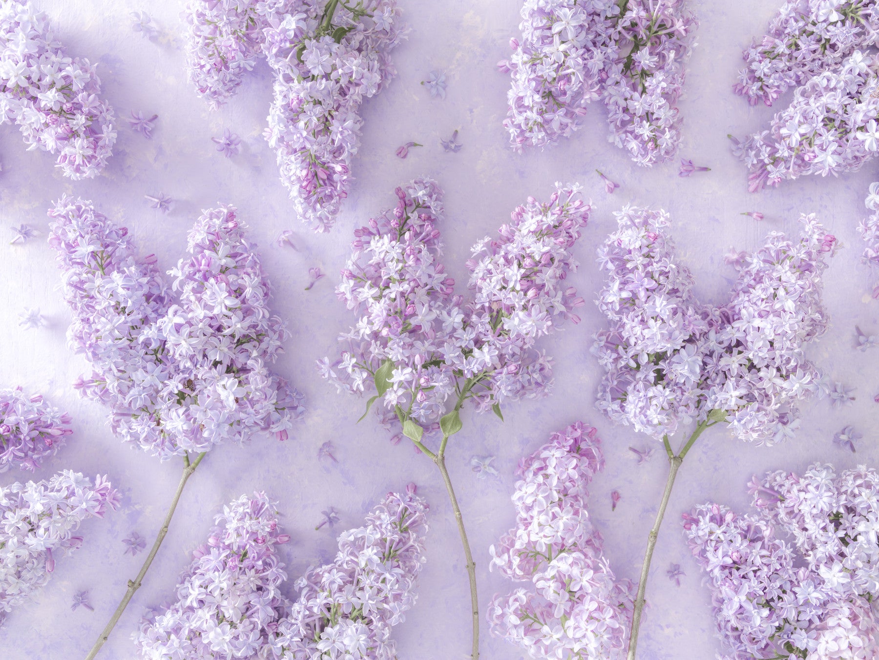 Springtime Lilac Petal Clusters Wall Mural