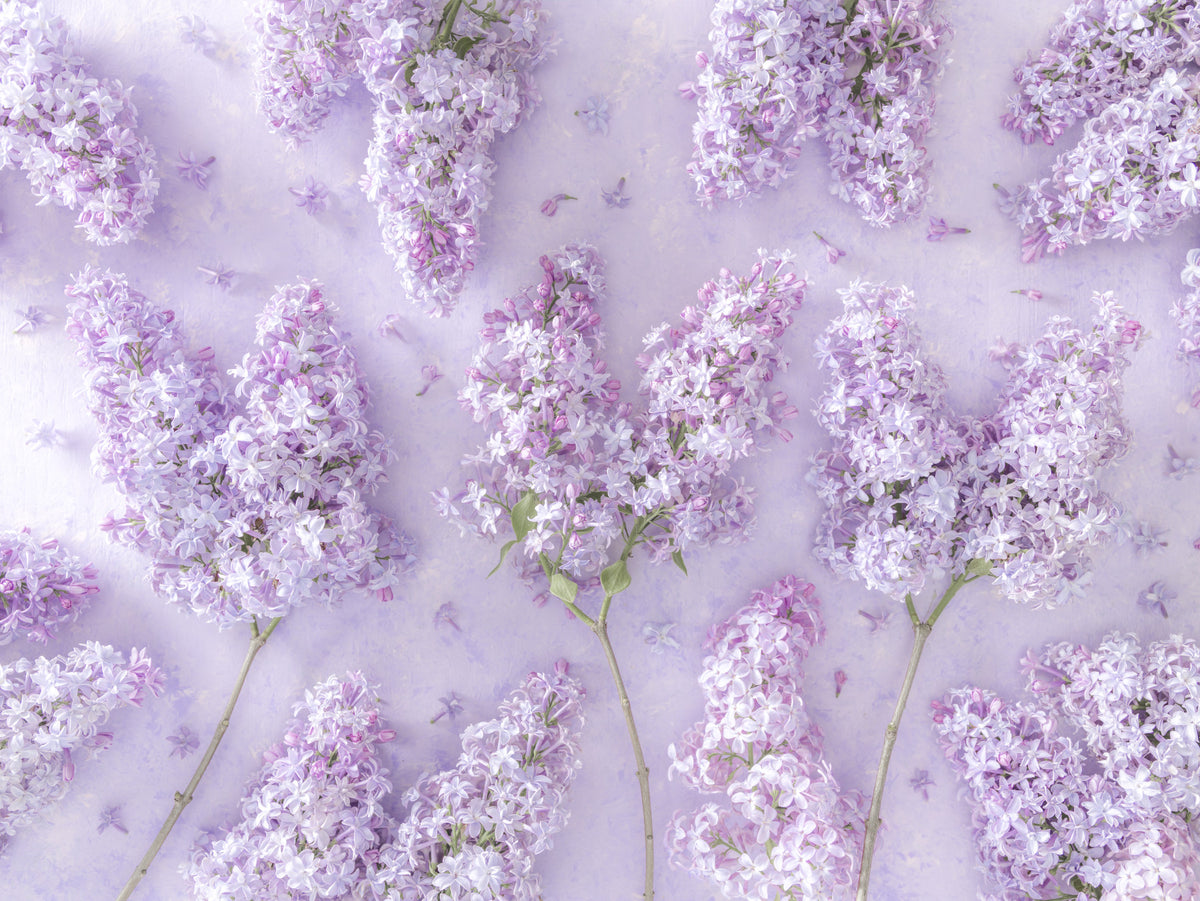Springtime Lilac Petal Clusters Wall Mural in your room