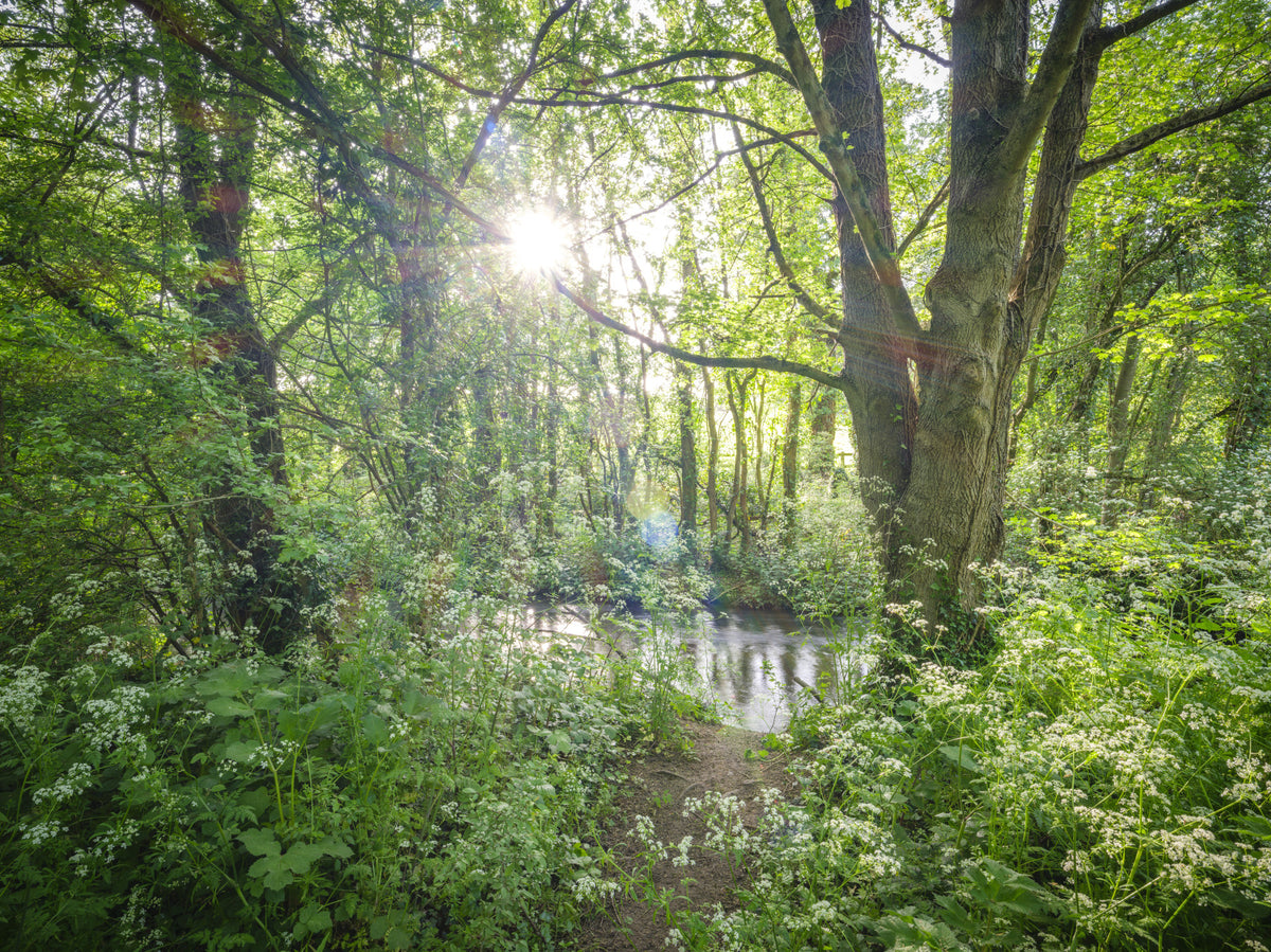 Enchanted Woodland Stream Path Wall Mural in your room — zoomed
