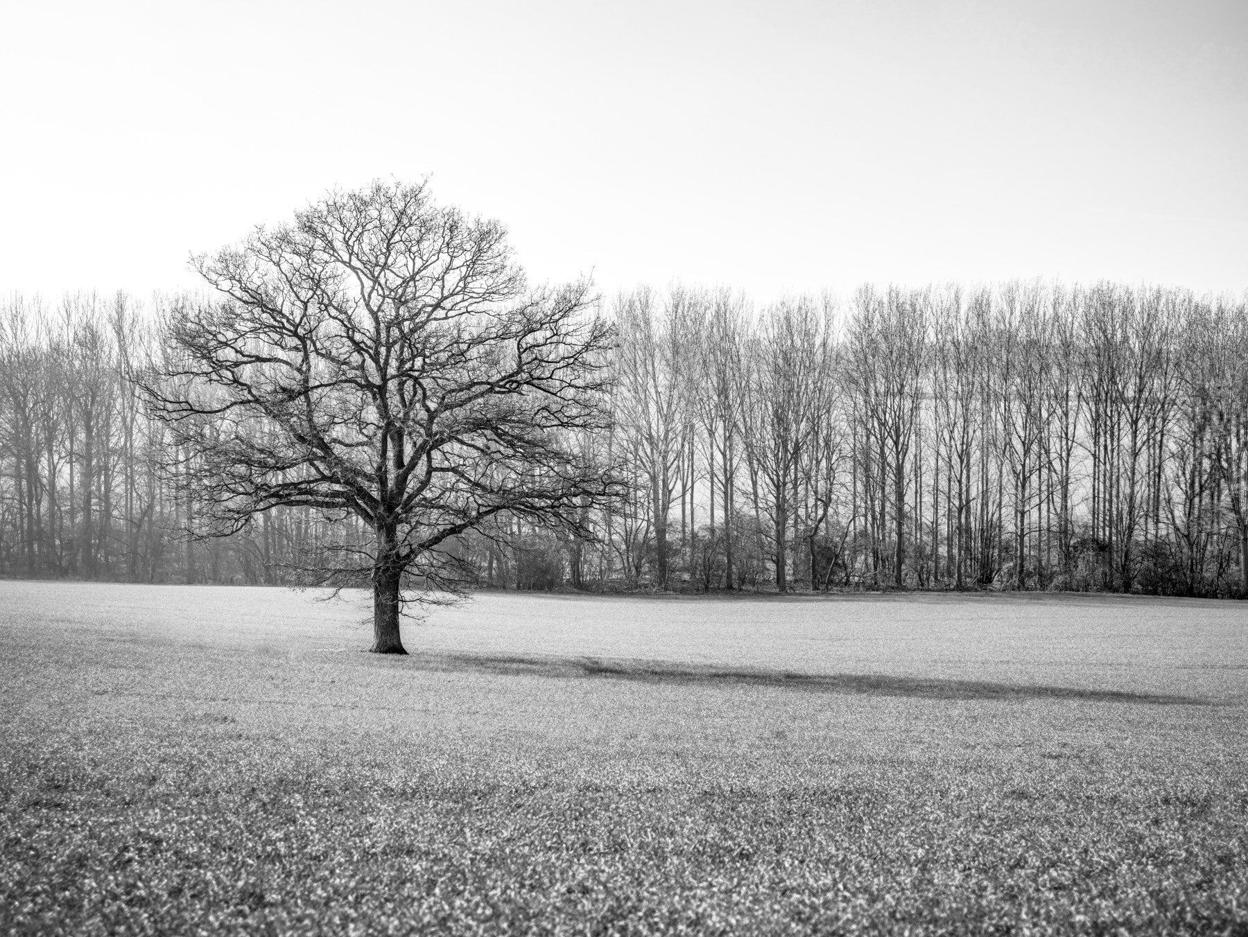 Misty Meadow Morning Wall Mural