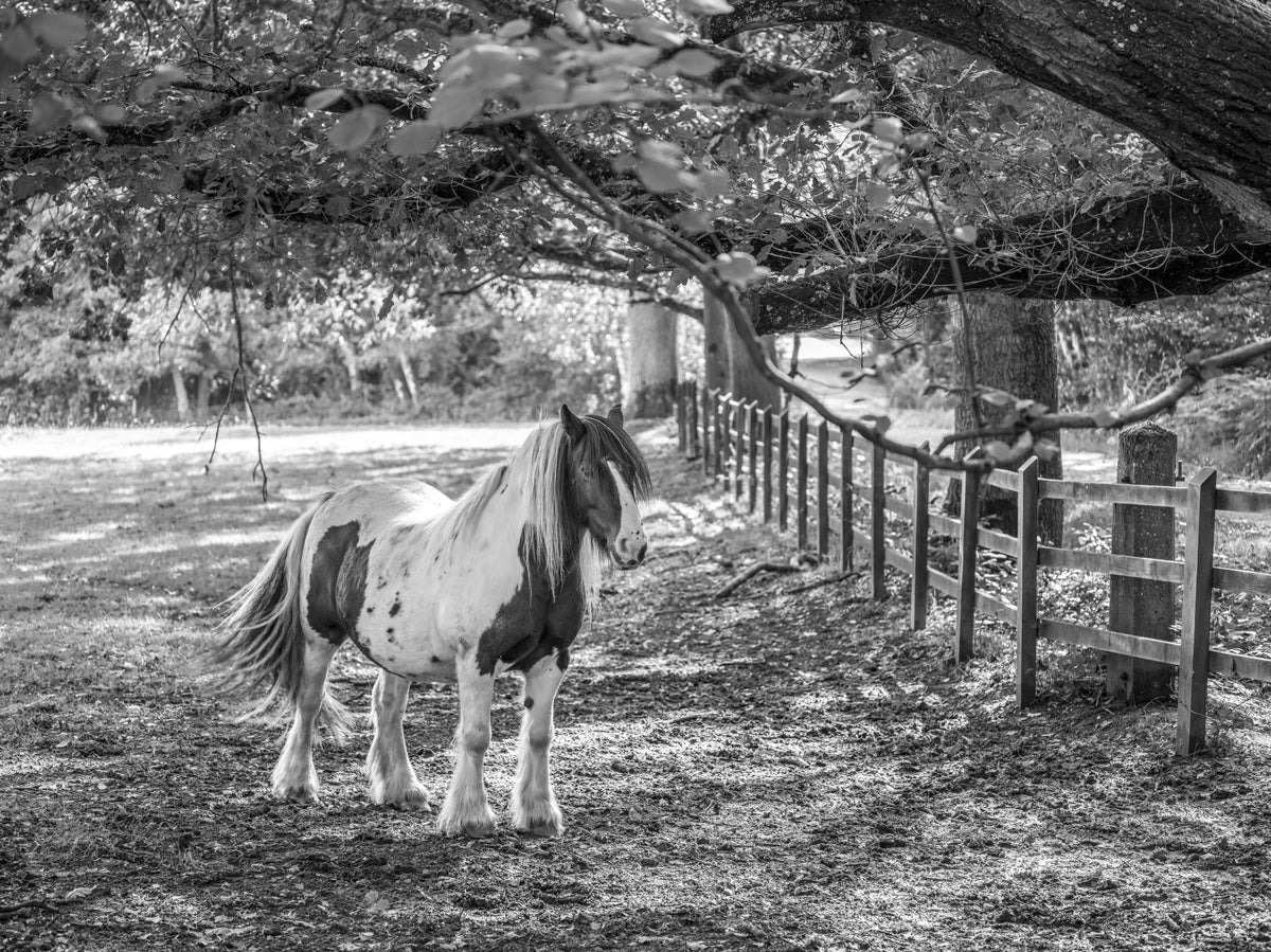 Pastoral Equine Monochrome Landscape Wall Mural in your room