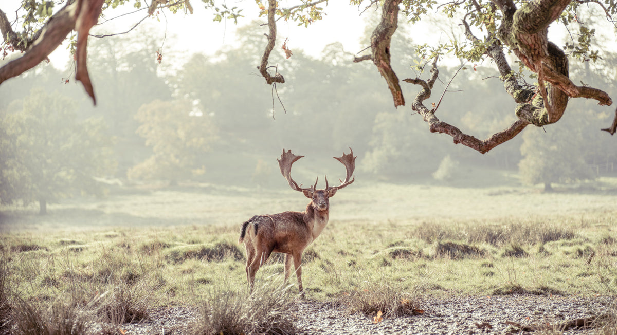 Stag Portrait in Golden Forest Light Wall Mural in your room
