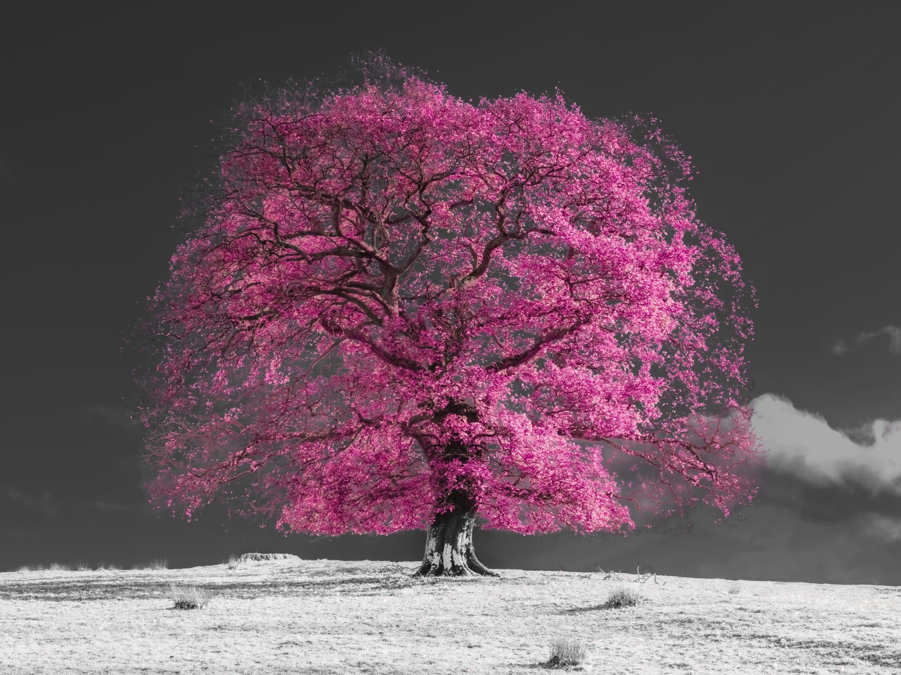 Surreal Magenta Foliage Landscape Wall Mural