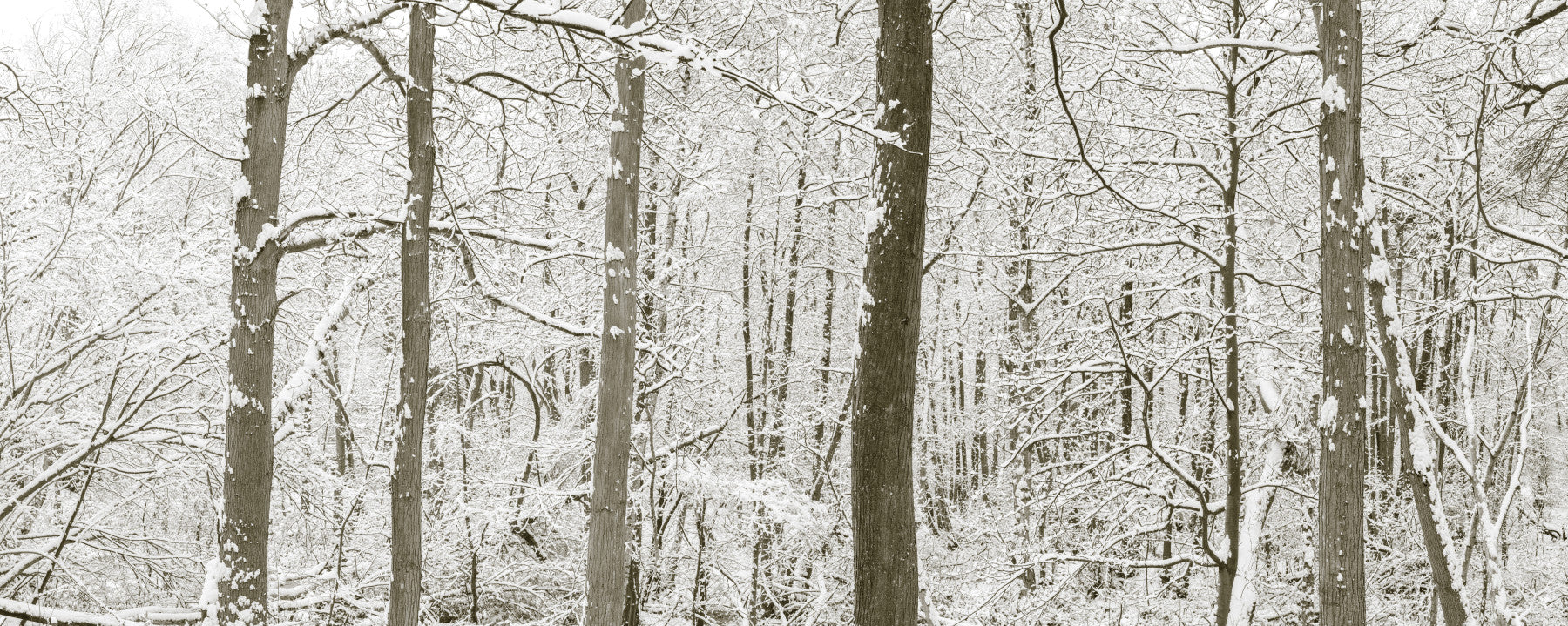 Frosty Woodland Whispers Wall Mural