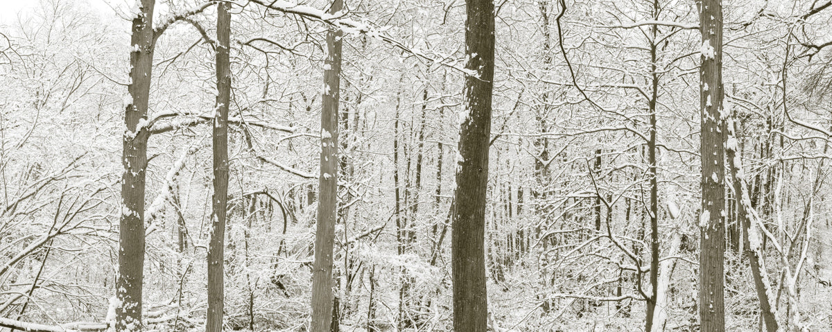 Frosty Woodland Whispers Wall Mural in your room