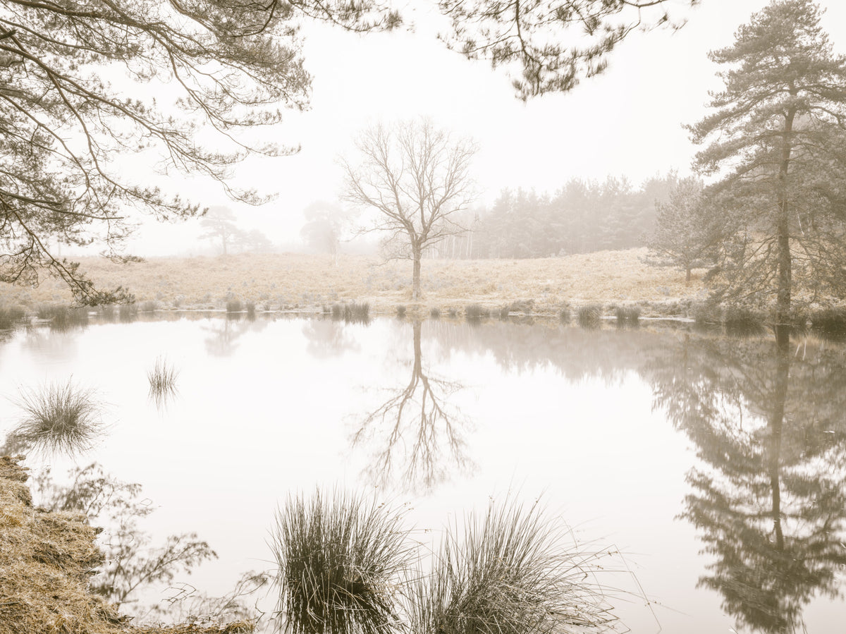 Ethereal Sepia Forest Reflection Wall Mural in your room
