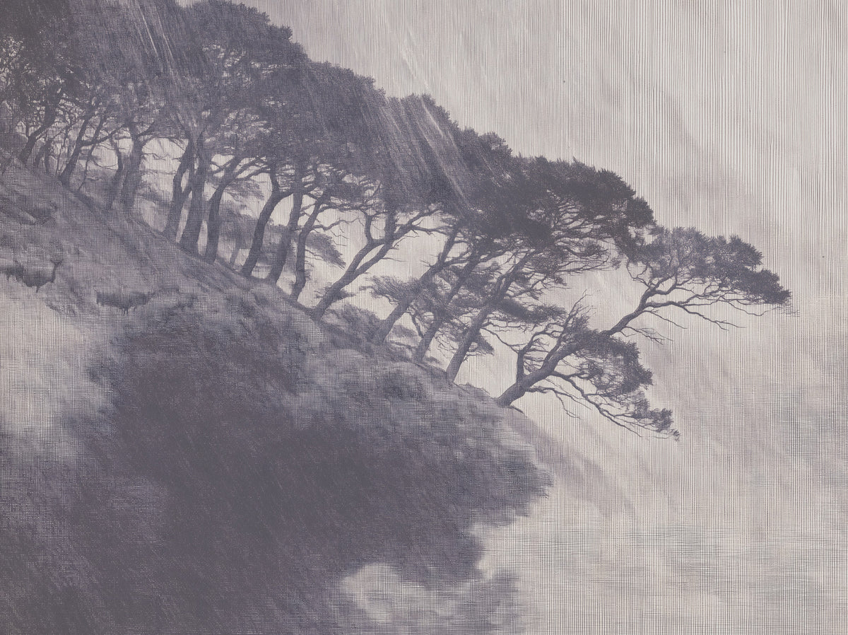 Monochrome Coastal Pines Landscape Wall Mural in your room — zoomed