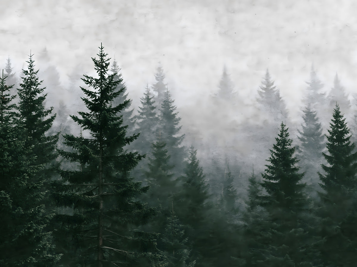 Evergreen Wilderness in Fog Wall Mural in your room