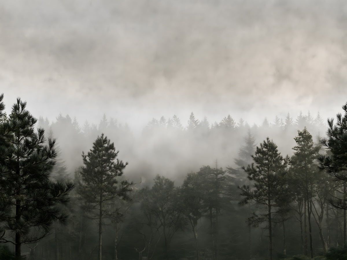Sylvan Mist Monochrome Scene Wall Mural in your room