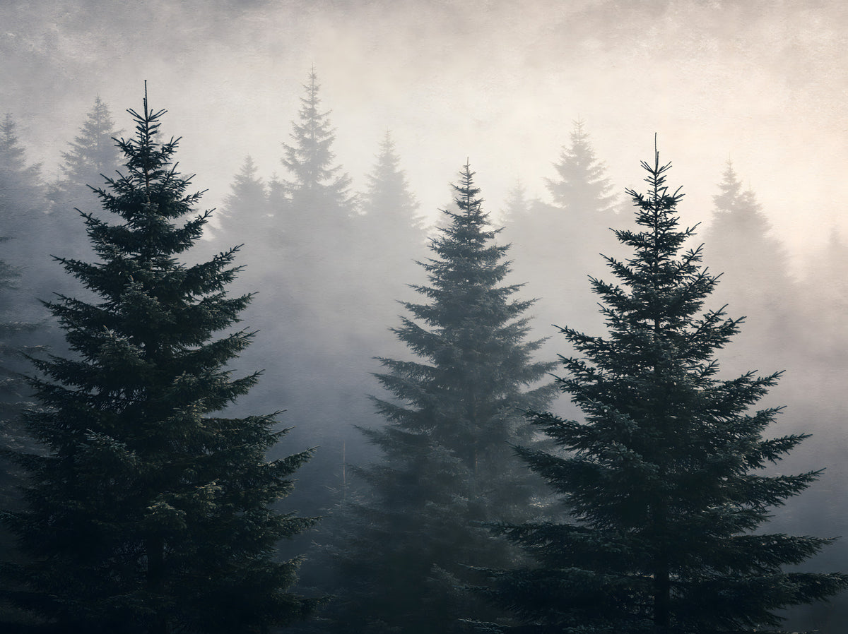 Winter Woodland Mist Study Wall Mural in your room