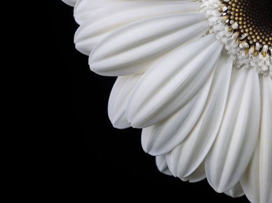 Monochrome Gerbera Macro Study Wall Mural