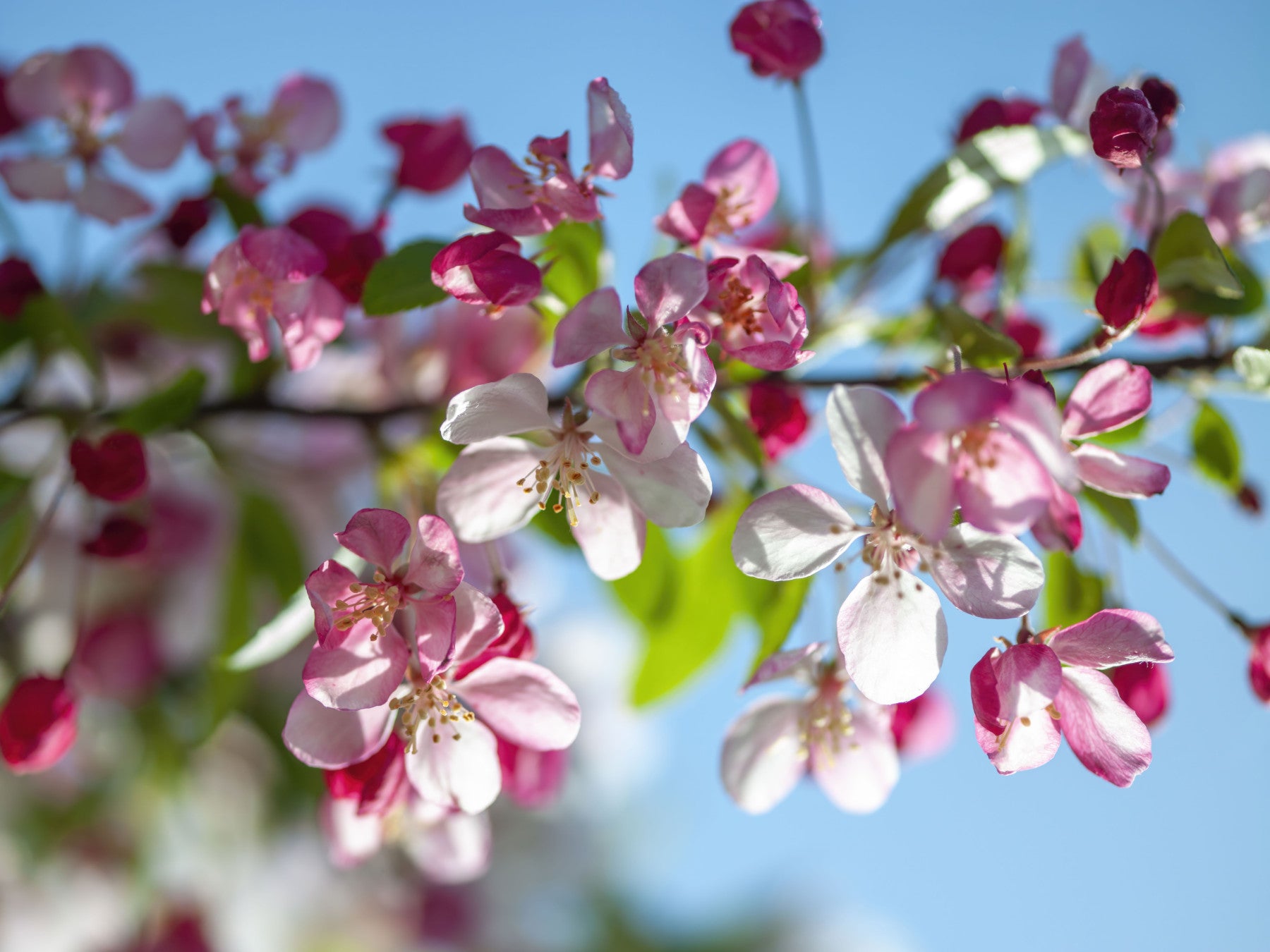 Pink Petals and Sky Blue Backdrop Wall Mural in your room — zoomed