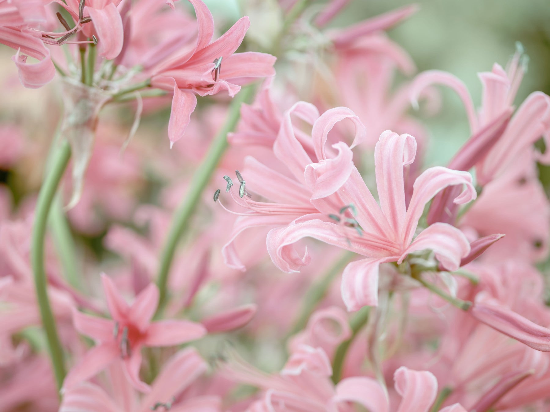 Abstract Pink Petal Layers Wall Mural in your room — zoomed