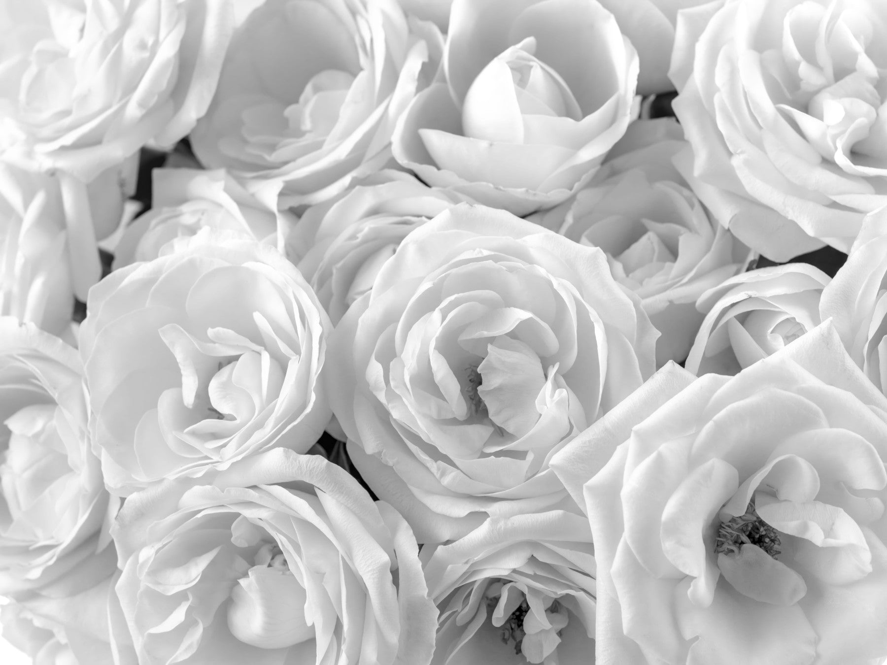 Abstract Petal Layers in Monochrome Wall Mural in your room — zoomed