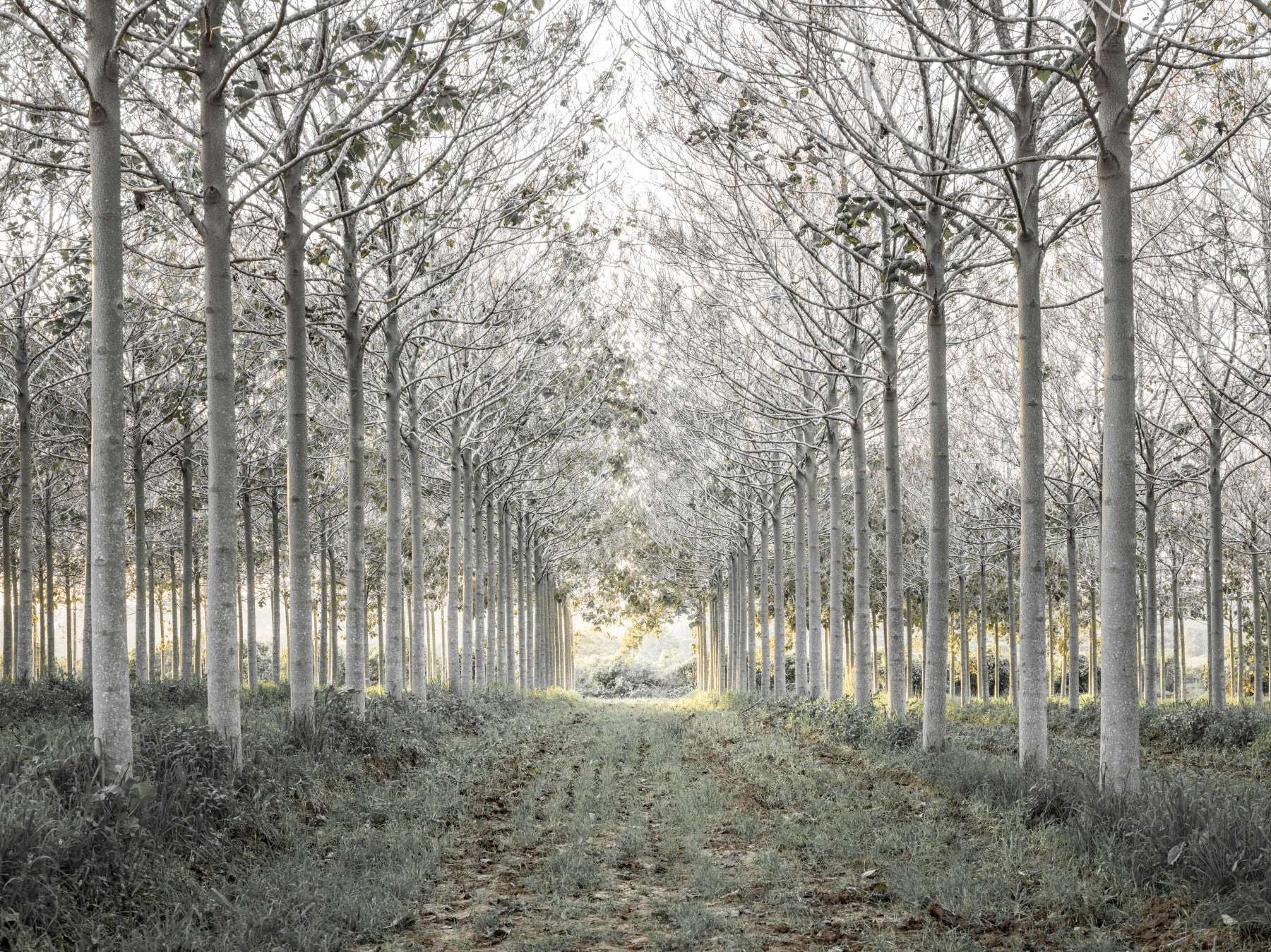 Minimalist Woodland Perspective Wall Mural