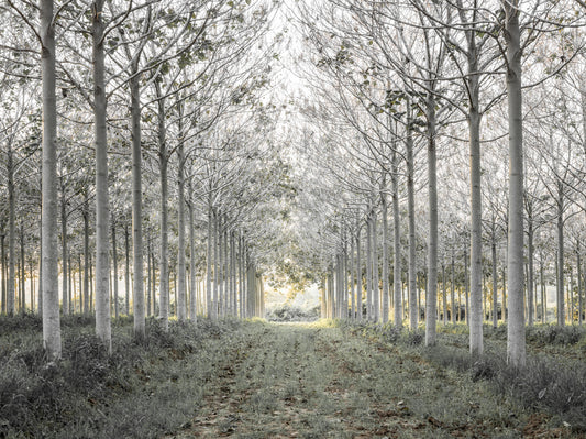 Minimalist Woodland Perspective Wall Mural