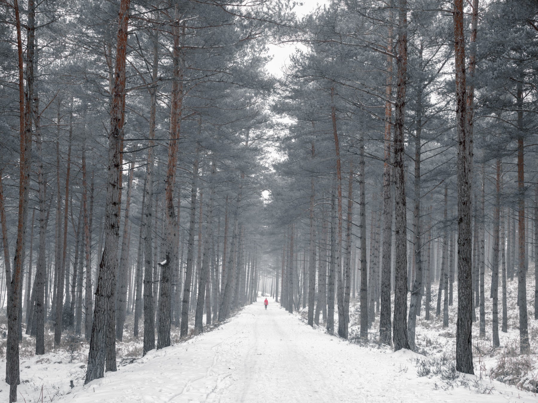 Misty Snowy Path Through the Pines Wall Mural