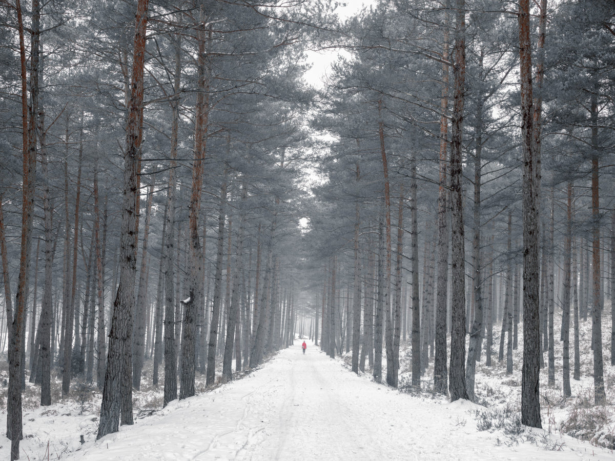 Misty Snowy Path Through the Pines Wall Mural