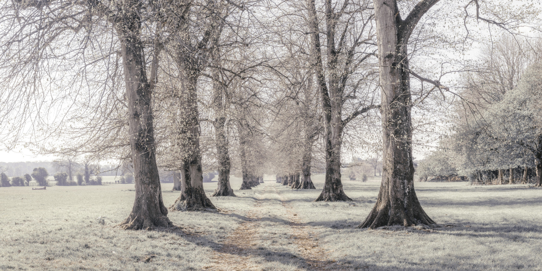 Rustic Winter Grove Perspective Wall Mural in your room — zoomed