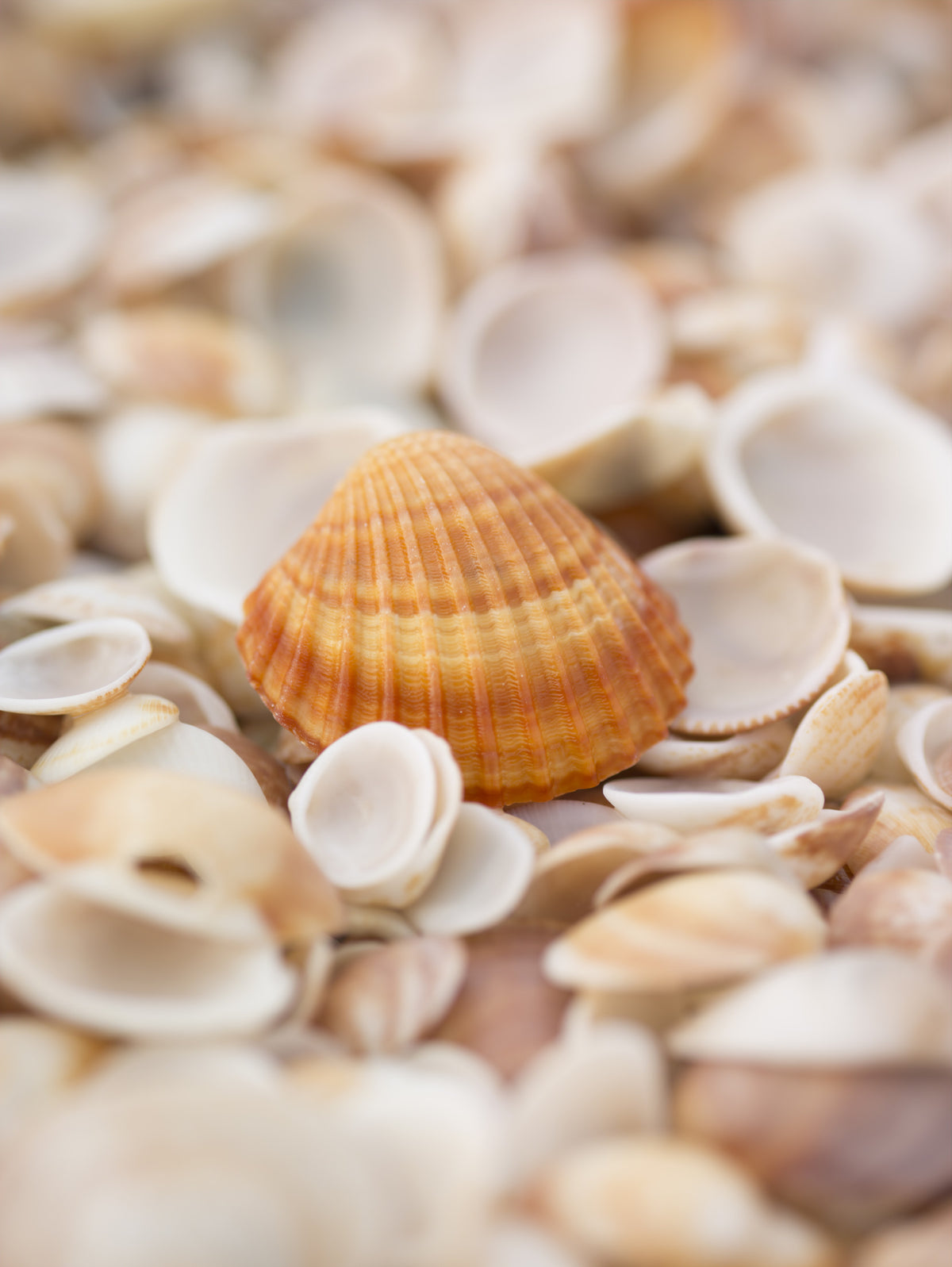 Amber Seashell Texture Pattern Wall Mural in your room