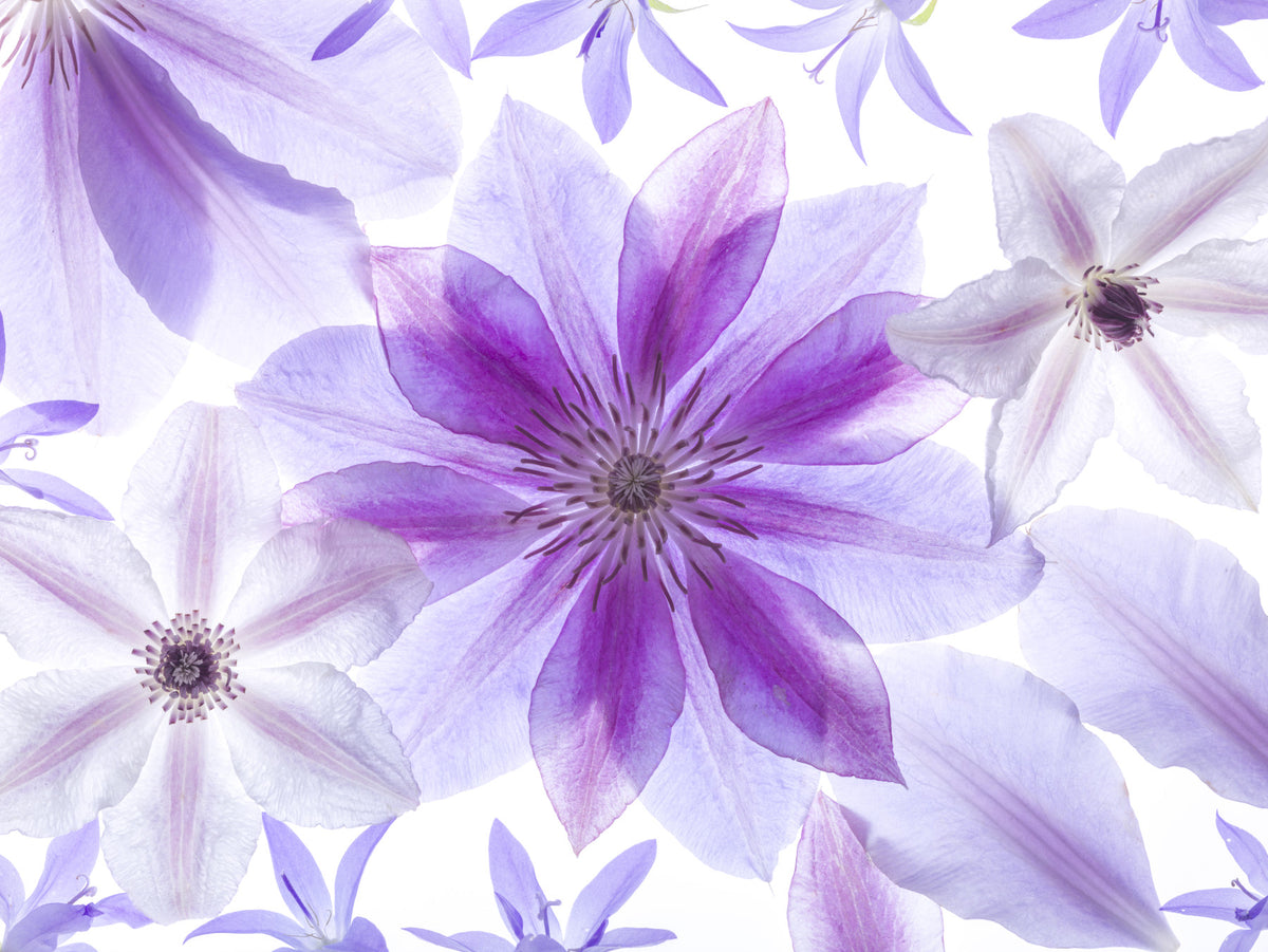 Lilac Petals Botanical Composition Wall Mural in your room