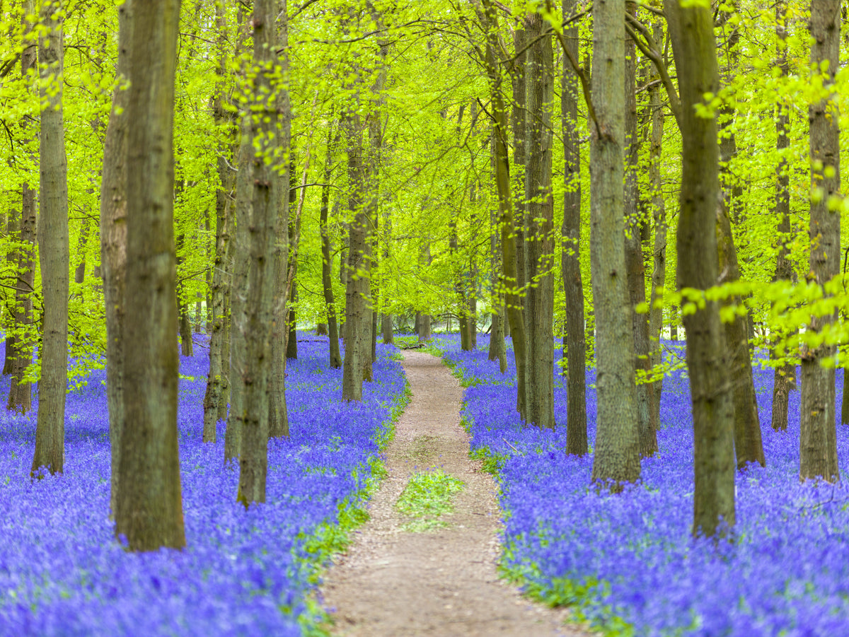 Verdant Spring Woodland Walkway Wall Mural in your room