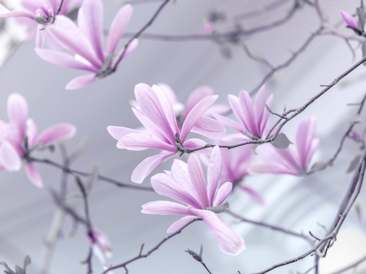 Abstract Pink Floral Branches Wall Mural in your room