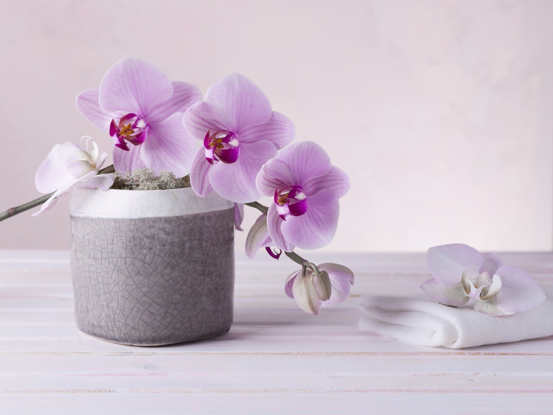 Floral wallpaper of a pink orchid behind a cream sofa and geometric wood coffee table GD13139