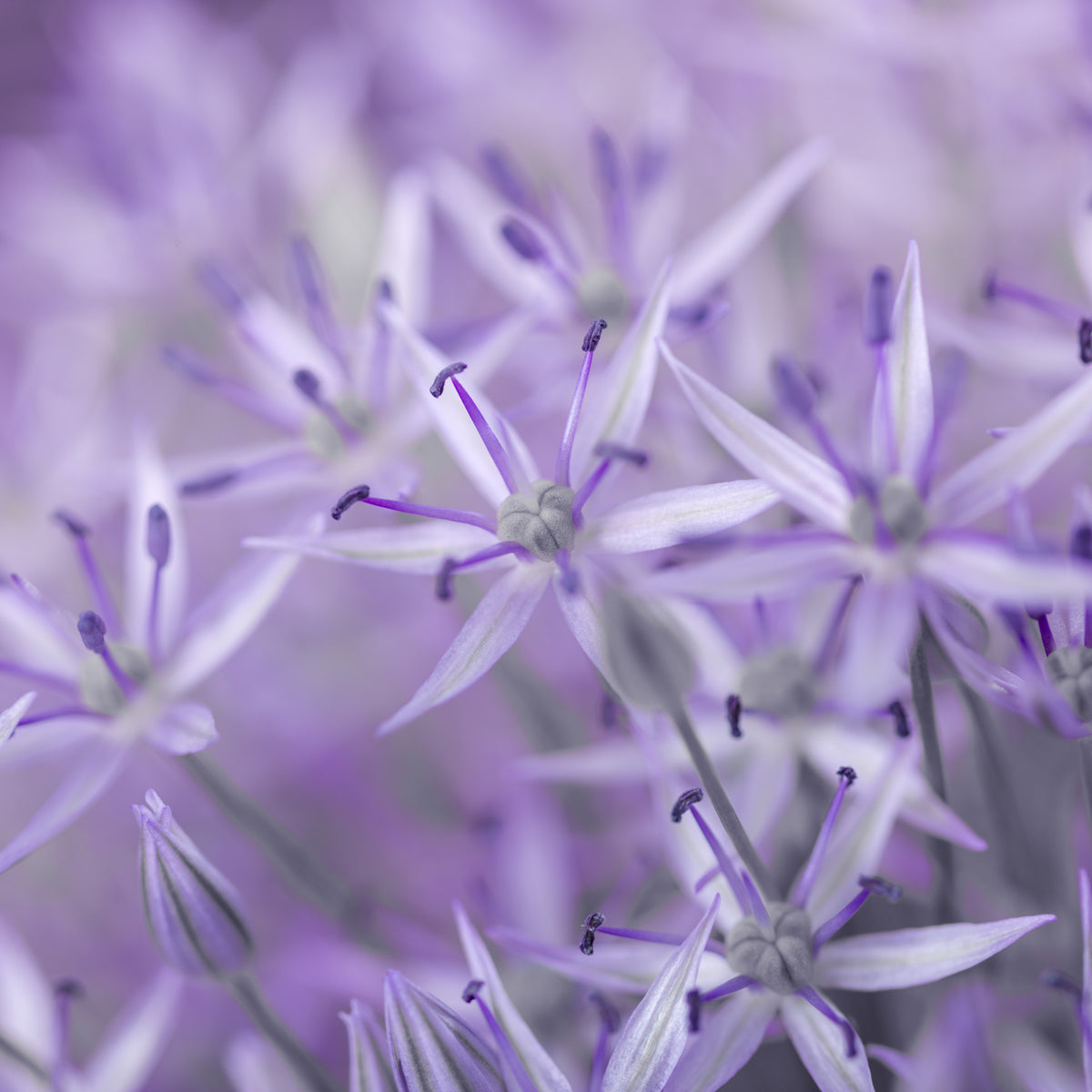 Violet Allium Macro Bloom Wall Mural in your room