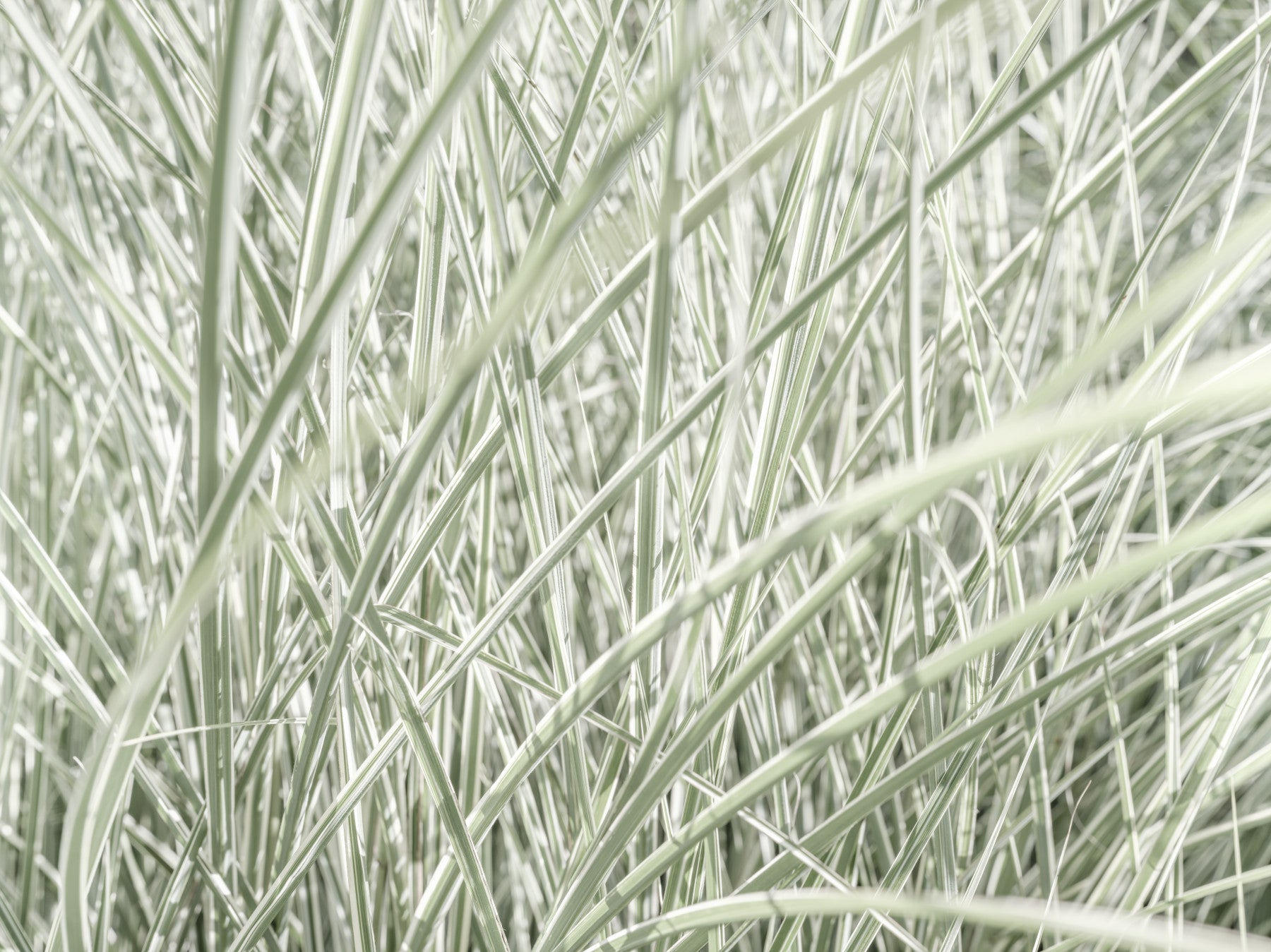 Minimalist Garden Blades Wall Mural