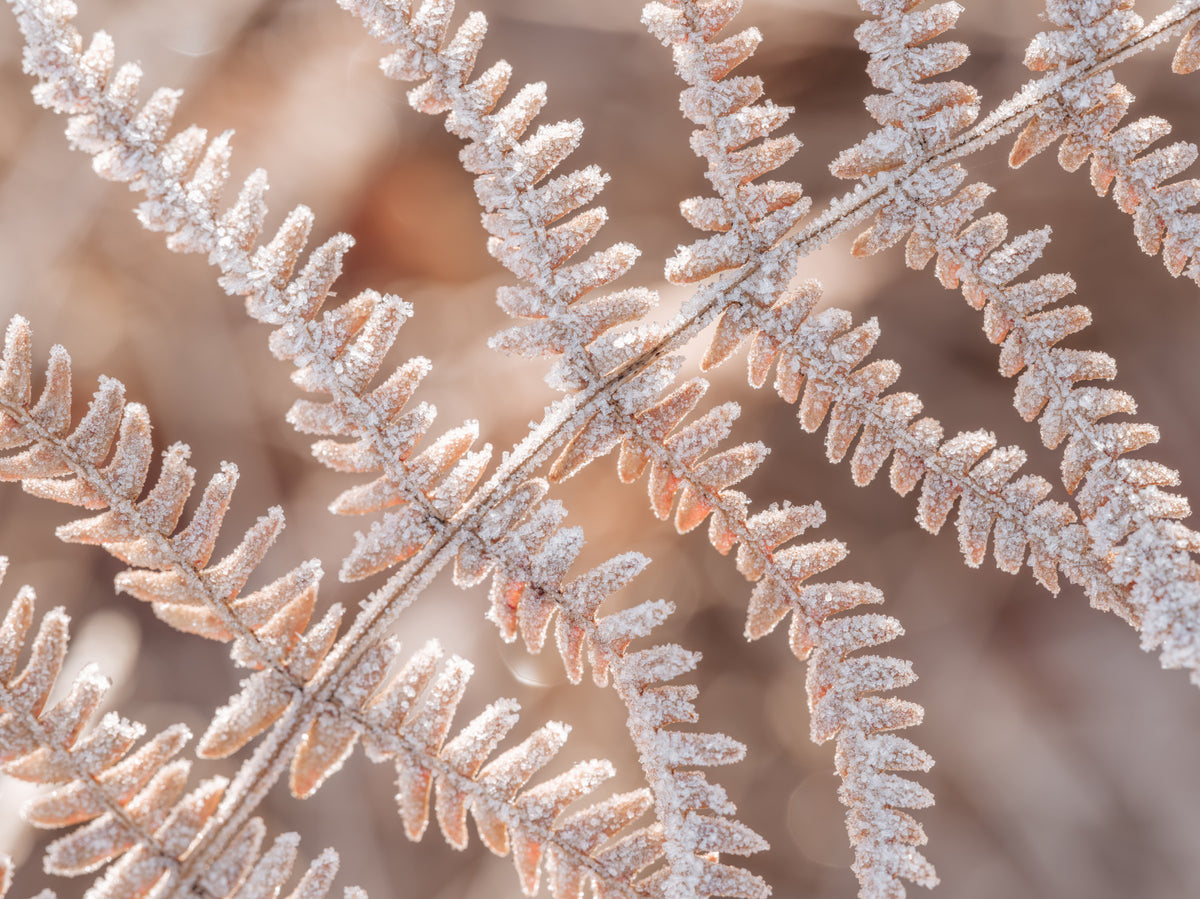 Icy Fern Macro Botanical Texture Wall Mural in your room