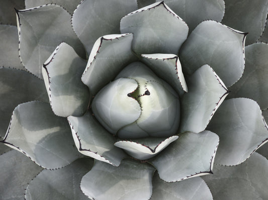 Desert Succulent Symmetry Wall Mural