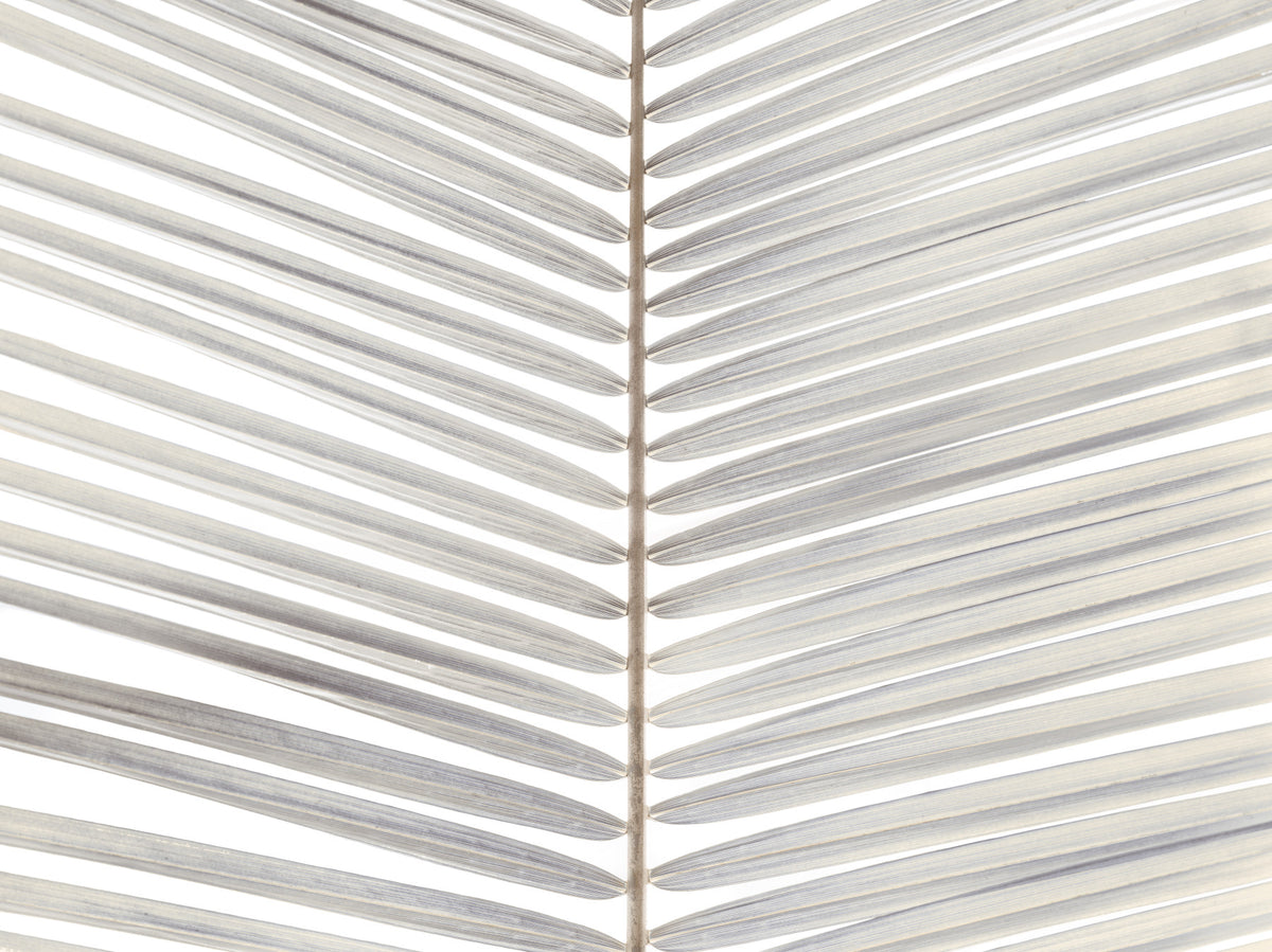 Symmetrical Frond Line Art Wall Mural in your room