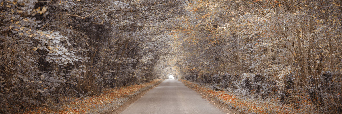 Rustic Country Road View Wall Mural in your room