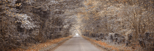 Rustic Country Road View Wall Mural