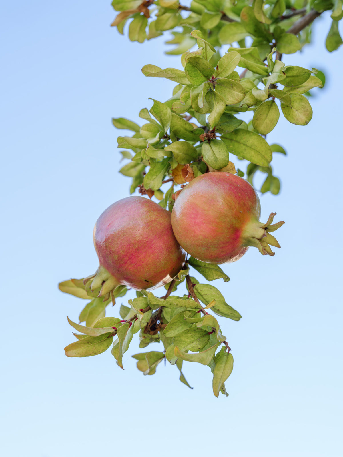 Sun-Ripened Pomegranate Harvest Wall Mural in your room