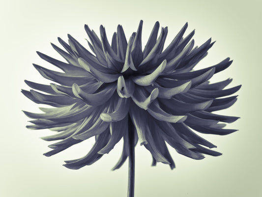 Abstract Dahlia Sculpture Wall Mural